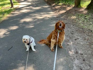I can walk your kids in their neighborhood, or a nearby park just like this!