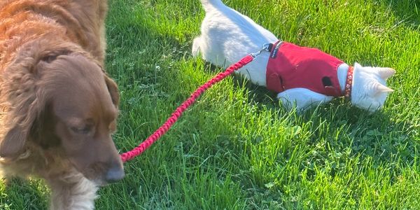 Keeping this kitty safely in his own yard with the help of his friend, Sadie. Extra mile pet sitting