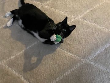 Fun your cat will have while I cat sit. They need more than food, water and litter boxes changed.