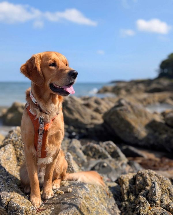 Golden retriever sitting on rocks by the seaside.