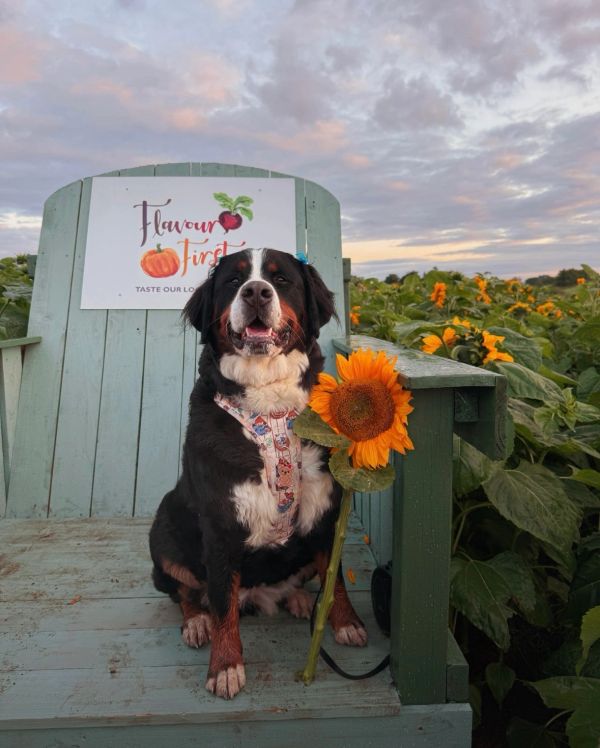 Dog holding a sunflower on a chair with a sign behind.
