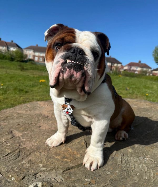 A bulldog sitting on a stone outdoors.