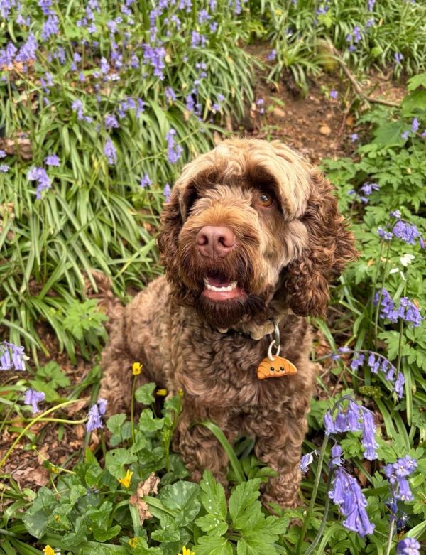 Curly brown dog sitting among purple flowers.