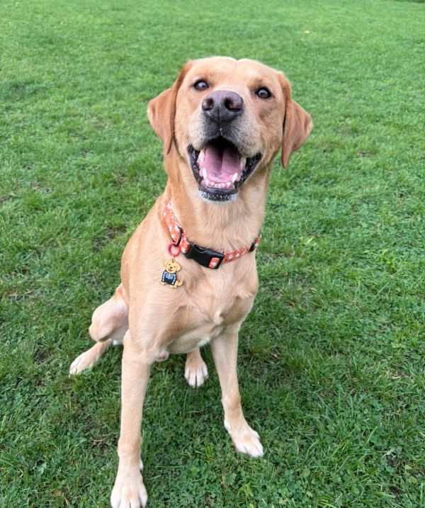 Happy tan dog sitting on green grass.