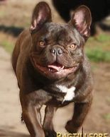 Star Il Dago Ungherese, chocolate French Bulldog foundation sire of Bastille-Ore.