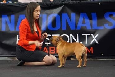 ABKC National Ch. FrenchDevine Magic Sinatra