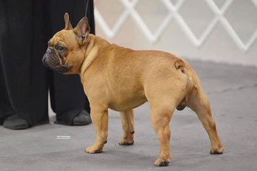 ABKC National Ch. FrenchDevine Magic Sinatra