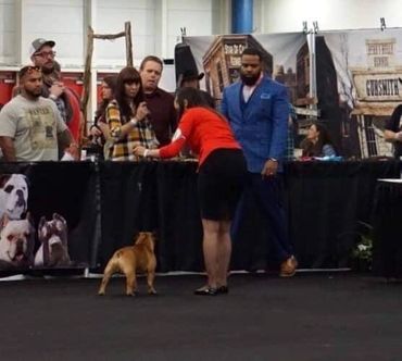 ABKC National Ch. FrenchDevine Magic Sinatra