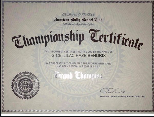 ABKC GrCh Lilac Haze Bendrix