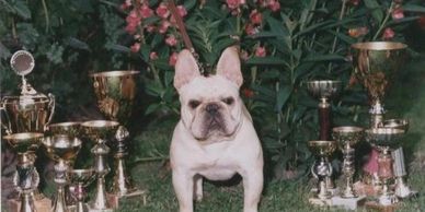 Smokey Valley's Hoot Shot; Foundation sire in multiple pedigrees of French Bulldogs of "Fad Color"