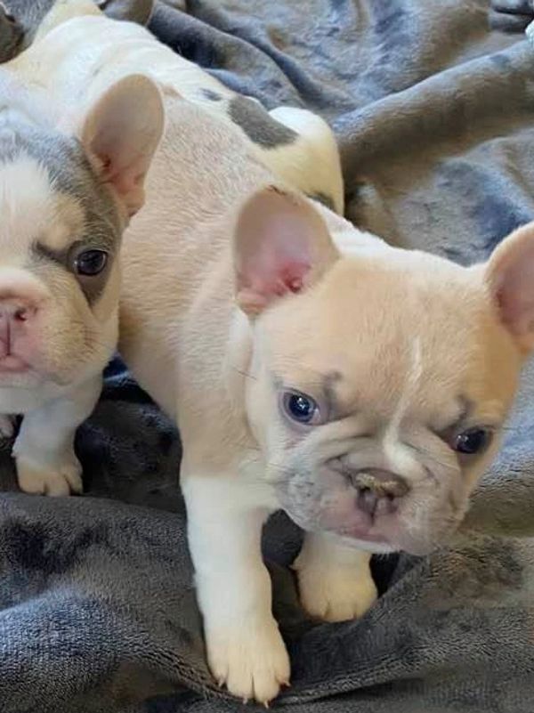Lilac Fawn Blanket Pied French Bulldog Puppy