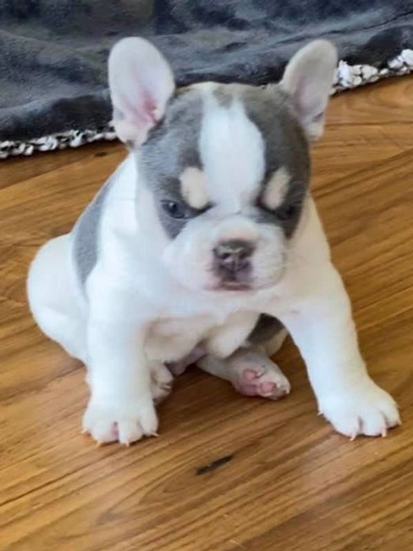 Lilac and Tan French Bulldog puppy.