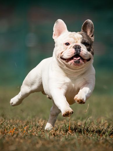 GRCH Blue Haze Coupe, AKC BCAT Title FAST CAT; OFA CHIC GOOD HIPS. Pied Frenchie. Ethically bred.