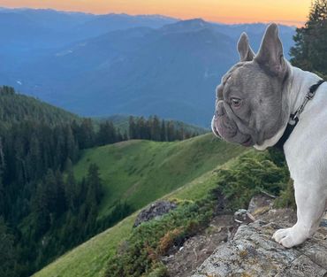 A French Bulldog overlooking a scenic mountain valley at sunset.