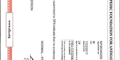 OFA Certified heart examination fr Liac Haze Bendrix
