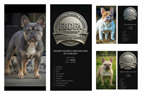 CH Greyson Haze by Starlight; son of GRCH Lilac Haze BCAT and Abigail Buttercup Lilac Fawn; All 3 ar