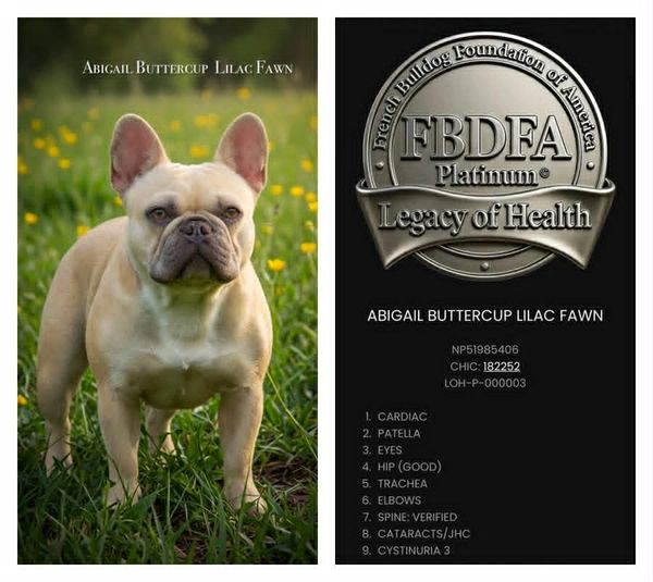 Abigail Buttercup Lilac Fawn; FBDFA Legacy of Health Platinum Level