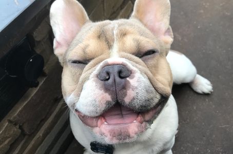 Lilac French Bulldog - Notice the liver colored nose and the purple "eyeliner".