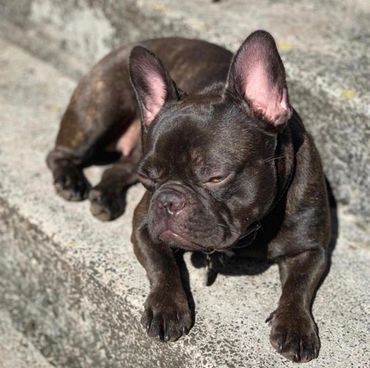 Truffle Kuumaka, chocolate French Bulldog