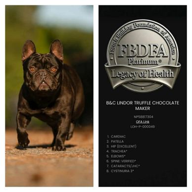 French Bulldog Stud B & C Lindor Truffle Chocolate Maker: Excellent Hips