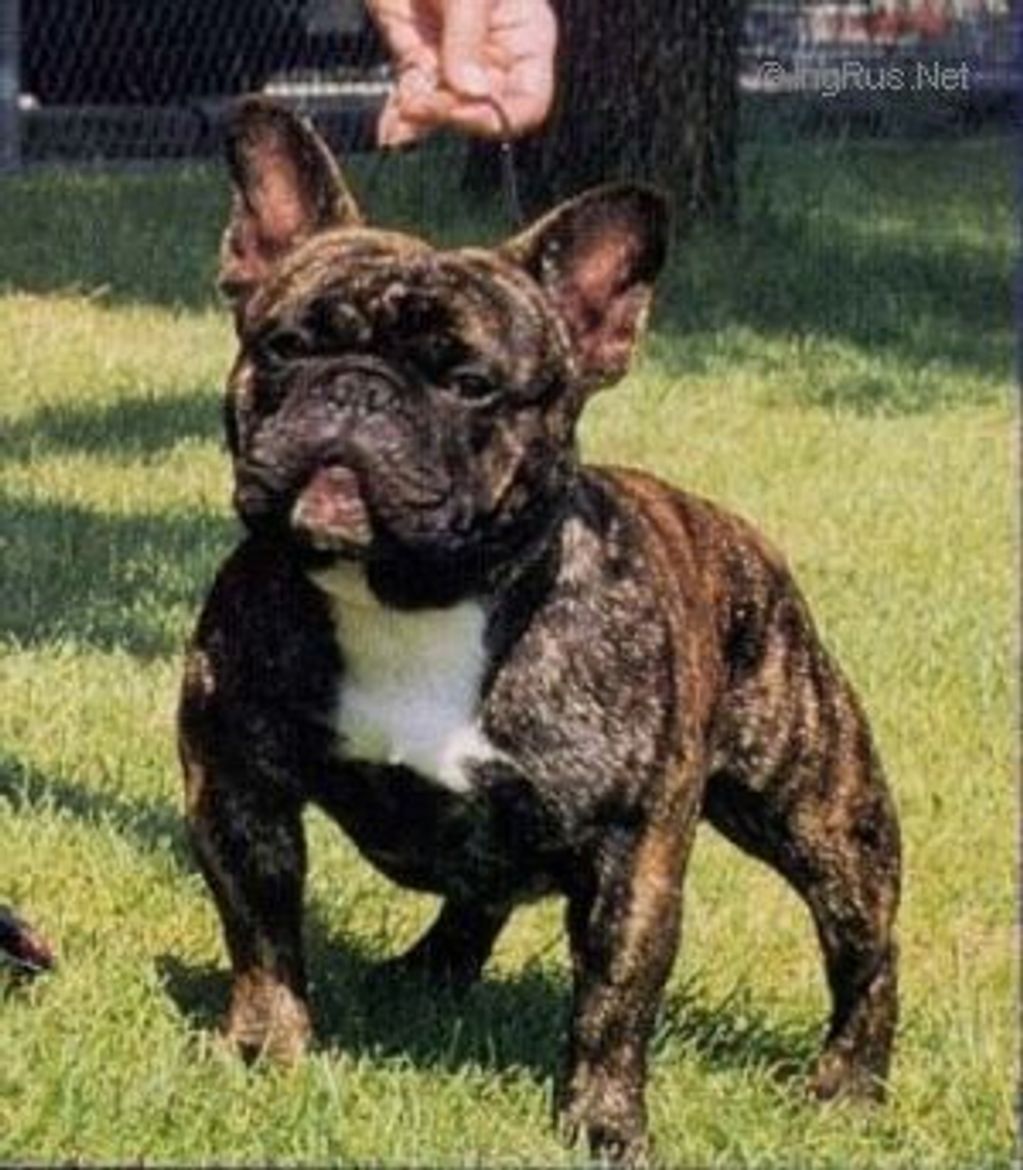 Affabull's King of Diamonds (Bis. AM CH 1996 USA. # 1 FRENCH BULLDOG)
