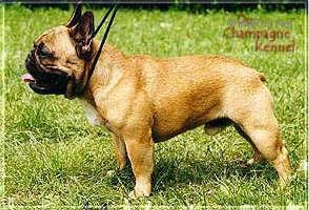 Intch. Belboulecan Du Champagne Mondo, a prolific sire behind quality French Bulldogs of color.
