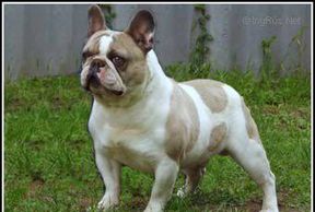 Benozzo Nero of Bastille-Ore Kennel, great grand sire to OFA CHIC Certified Ch. Lilac Haze Bendrix