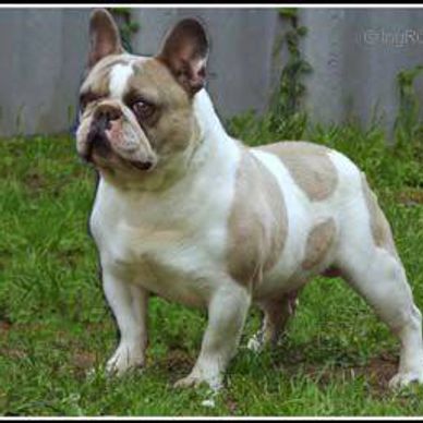 Benozzo Nero of Bastille-Ore Kennel, great grand sire to OFA CHIC Certified Ch. Lilac Haze Bendrix