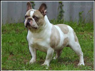 Benozzo Nero of Bastille-Ore Kennel, great grand sire to OFA CHIC Certified Ch. Lilac Haze Bendrix