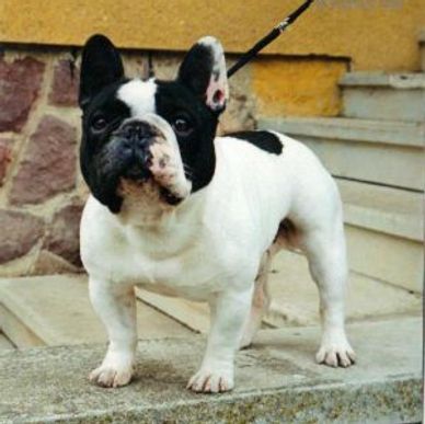 Ch. Havasi-Orias Brit; 8x in pedigree of Ch. Lilac Haze Bendrix.