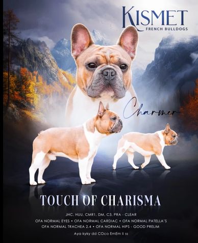 Touch of Charmer, OFA GOOD Hips. Grandson GRCH Lilac Haze Bendrix BCAT Excellent Hips