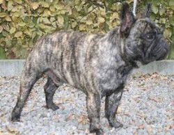 Niagara De El Mency Loco