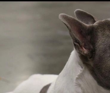 A French Bulldog with a chain collar looking to the side.