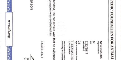 RARE Frenchie OFA rating of EXCELLENT for Lilac Haze Bendrx