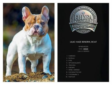 GRCH Lilac Haze Bendrix BCAT; FBDFA Legacy of Health Diamond; OFA Excellent Hips