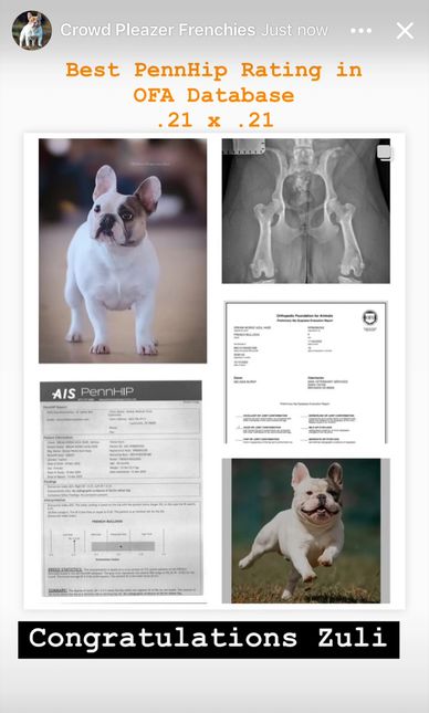 Zuli: Best PennHip score on record for OFA French Bulldogs