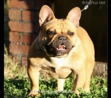 Love a Loyal Bulldog's Khaleesi Skye; great grand dam of Truffles Kuumaka.