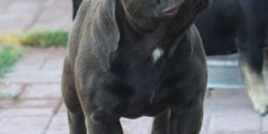La Vie En Chocolat, French Bulldog Stud