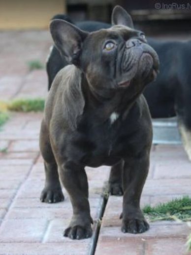La Vie En Chocolat, bred by Annette Woods of Buffalo Run.