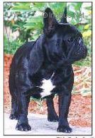 Ch. Robobull Fabelhaft Excelsior