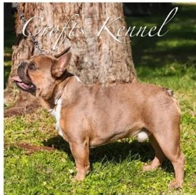 Ch. Kroft's Loki, son of OFA CHIC GRCH Lilac Haze Bendrix. French Bulldog Stud Service. Health.