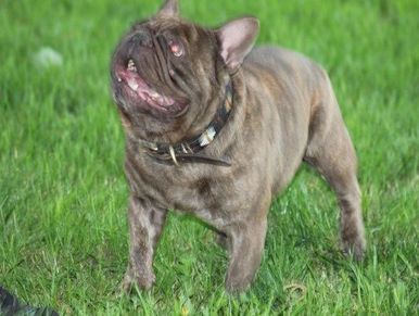 Wotan Von Der Monarchia