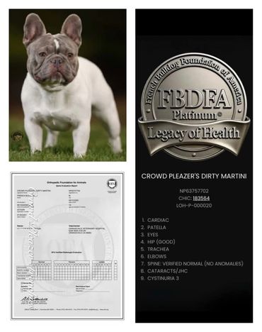 Crowd Pleazer's Dirty Martini: OFA normal spine & Good Hips. FBDFA Legacy of Health Platinum.