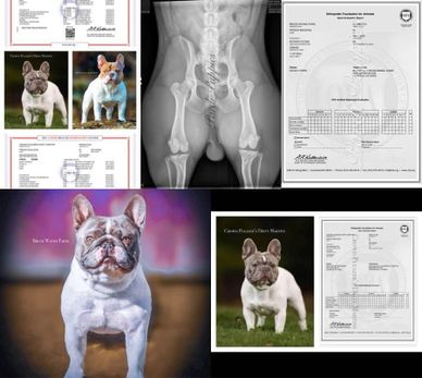 Bruce Wayne Pardi; 2nd Gen OFA NORMAL SPINE & GOOD Hips