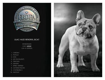 GRCH Lilac Haze Bendrix OFA CHIC #149941 EXCELLENT Hips