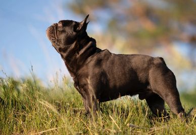 Lindor, OFA Excellent Hip French Bulldog Stud