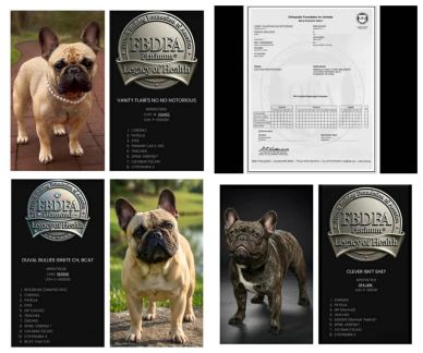 French Bulldogs with OFA health certification plaques and documents.