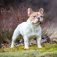 GrCh Lilac Haze Bendrix