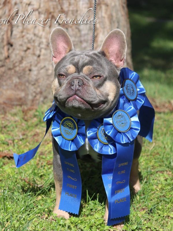 Crowd Pleazer’s  Greyson Haze by Starlight, Health Tested French Bulldog Stud Service; Lilac Tan