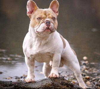 Ch. Lilac Haze Bendrix; OFA CHIC Cert. Excellent Hips, AKC/ABKC/AMA Reg. French Bulldog Stud Service